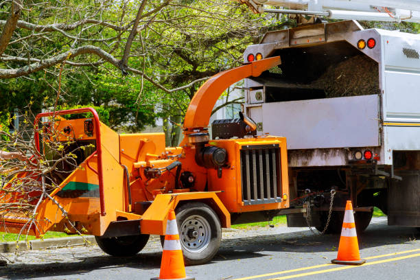 How Our Tree Care Process Works  in Jonesville, VA